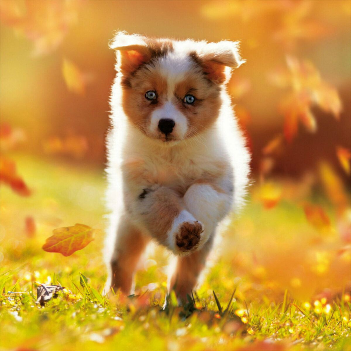 Calendrier 2023 Salon Du Chiot Calendrier 2023 Chiots Avec Poster Offert