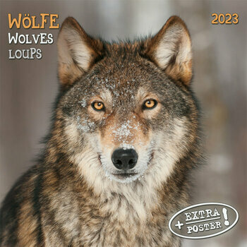 Calendrier 2023 Loup avec poster offert 