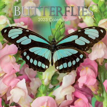 Calendrier 2023 Papillon