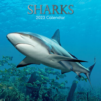 Calendrier 2023 Requin