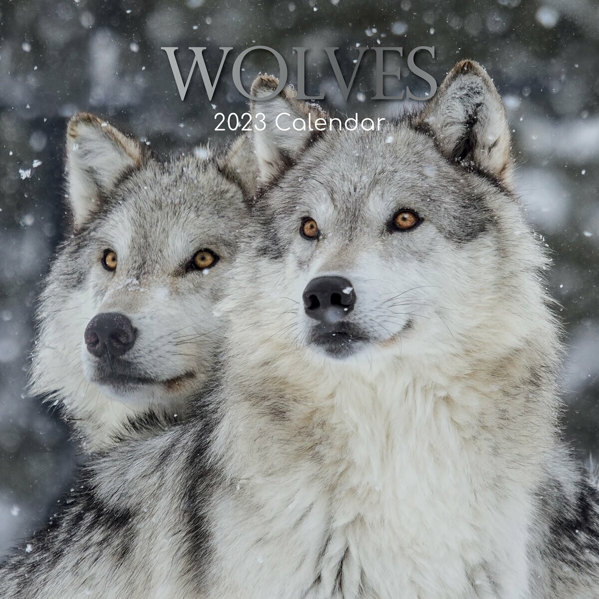 Calendrier Du Loup 2023 Calendrier 2023 Loup