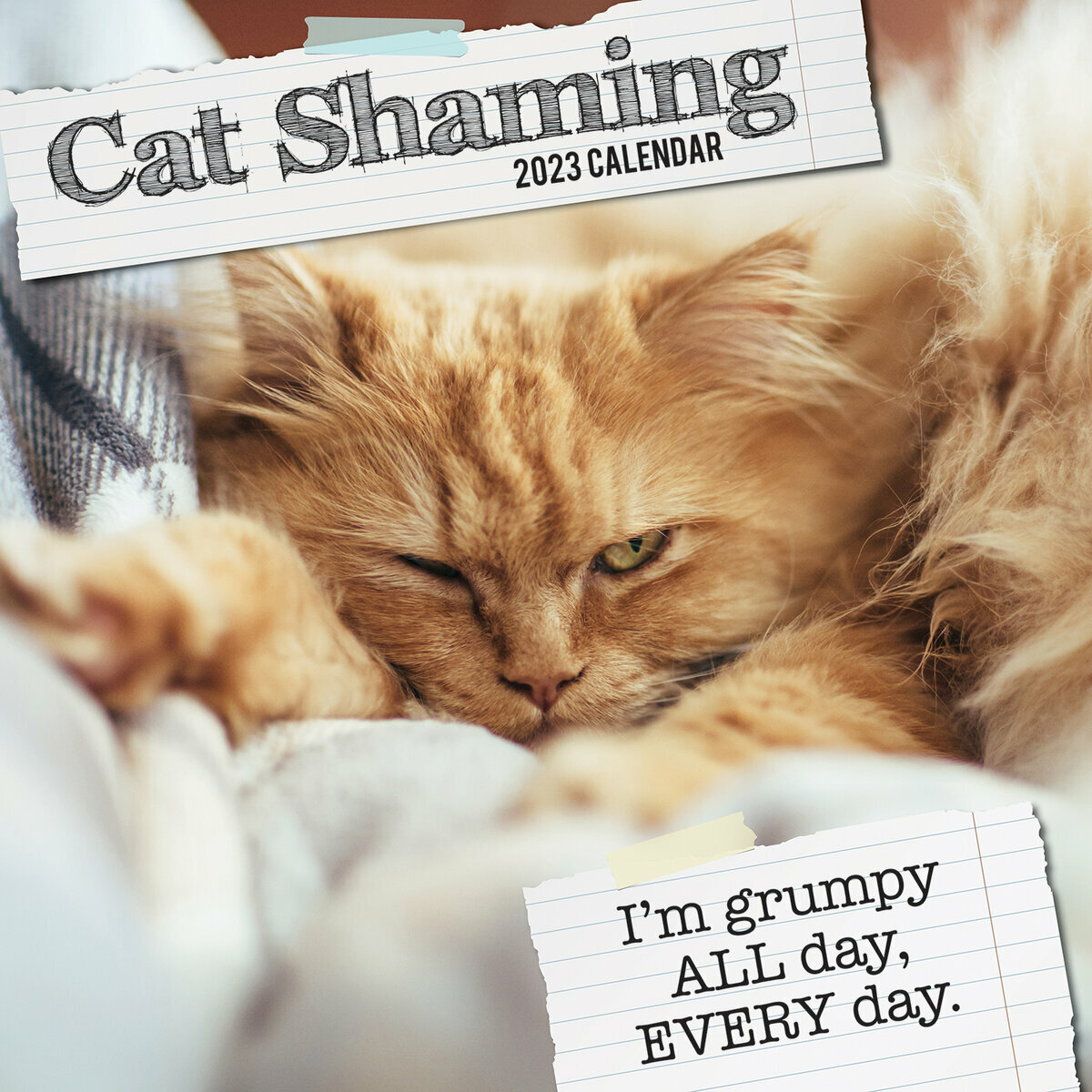 Calendrier Chat 2023 Calendrier 2023 Chat Honteux