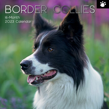 Calendrier 2023 Border collie