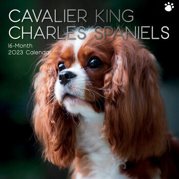 Calendrier 2023 Cavalier king charles