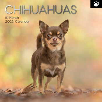 Calendrier 2023 Chihuahua