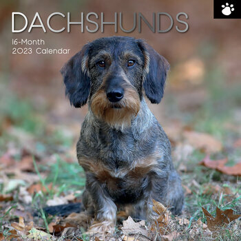 Calendrier Teckel 2023 Calendrier 2023 Teckel