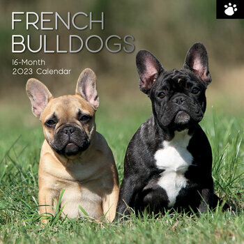 Calendrier 2023 Bouledogue Francais Calendrier 2023 Bouledogue Francais