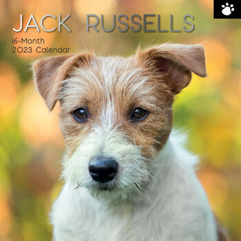 Calendrier 2023 Jack russell