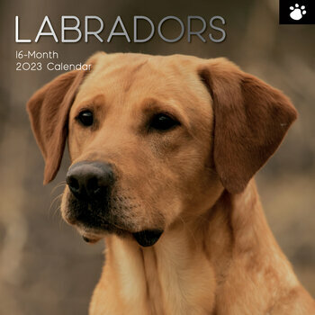 Calendrier 2023 Labrador 
