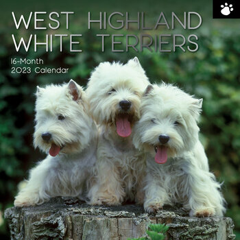Calendrier 2023 West highland white terrier