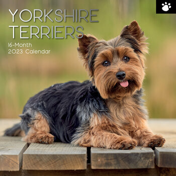 Calendrier 2023 Yorkshire terrier