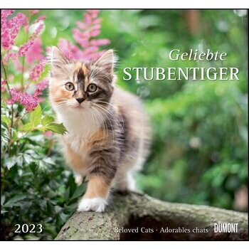Maxi Calendrier 2023 Chat