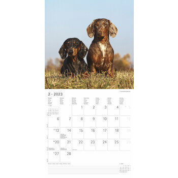 Calendrier 2023 Teckel Calendrier 2023 Teckel
