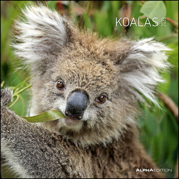 Calendrier 2023 Koala