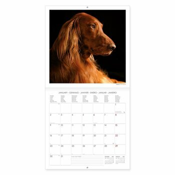 Calendrier 2023 Chien de race Calendrier 2023 Chien de race