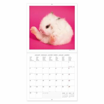 Calendrier 2023 Lapin Calendrier 2023 Lapin