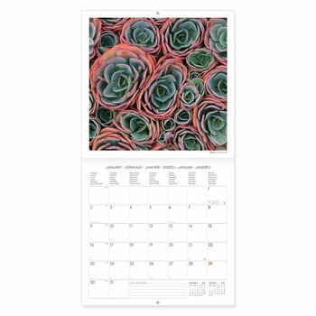 Calendrier 2023 Plante succulente Calendrier 2023 Plante succulente