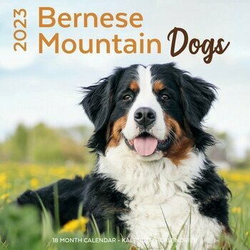 Calendrier 2023 Bouvier Bernois Calendrier 2023 Bouvier Bernois
