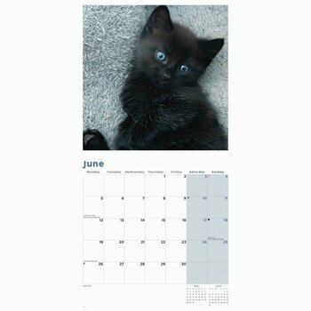 Calendrier 2023 chats noirs Calendrier 2023 chats noirs