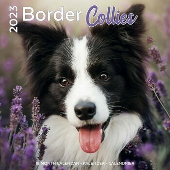 Calendrier 2023 Border Collie
