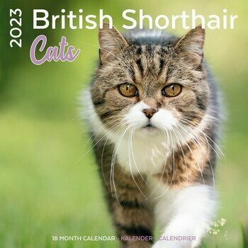 Calendrier 2023 British shorthair Calendrier 2023 British shorthair
