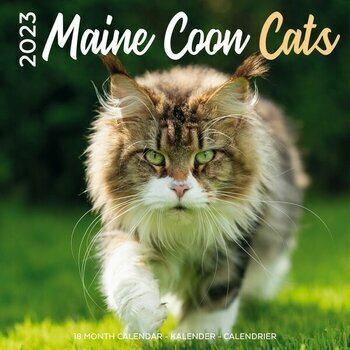 Calendrier 2023 Maine coon