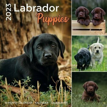 Calendrier 2023 Labradors toutes couleurs chiot
