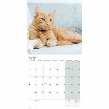 Calendrier 2023 chats roux