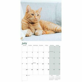 Calendrier 2023 chats roux Calendrier 2023 chats roux