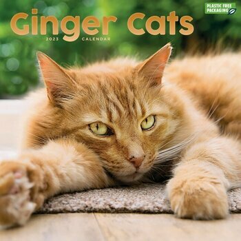 Calendrier 2023 chats roux Calendrier 2023 chats roux