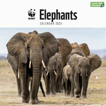 Calendrier 2023 Elephant National Geographic