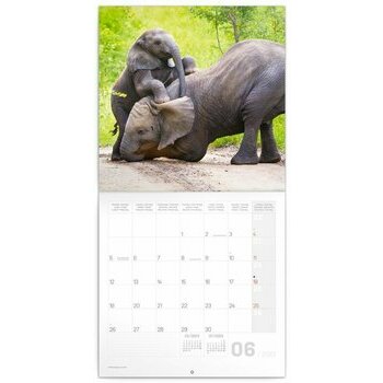 Calendrier 2023 Elephant heureux Calendrier 2023 Elephant heureux