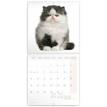 Calendrier 2023 Chaton heureux