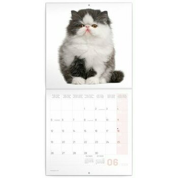 Calendrier 2023 Chaton heureux Calendrier 2023 Chaton heureux