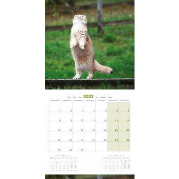 Calendrier 2023 British shorthair Calendrier 2023 British shorthair