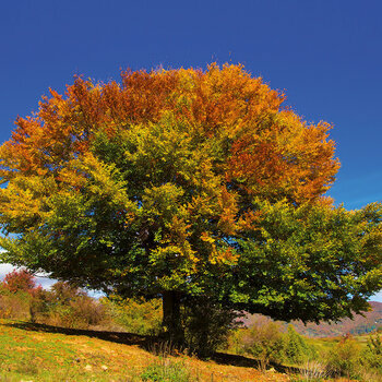 Calendrier 2024 Les plus beaux Arbres Calendrier 2024 Les plus beaux Arbres