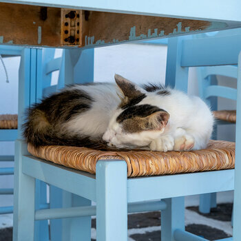 Calendrier 2024 Chats des iles grecques Calendrier 2024 Chats des iles grecques