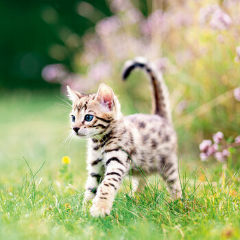 Calendrier 2024 Chat nature Calendrier 2024 Chat nature