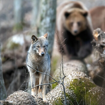 Calendrier 2024 Loup