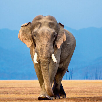 Calendrier 2024 Eléphants Calendrier 2024 Eléphants