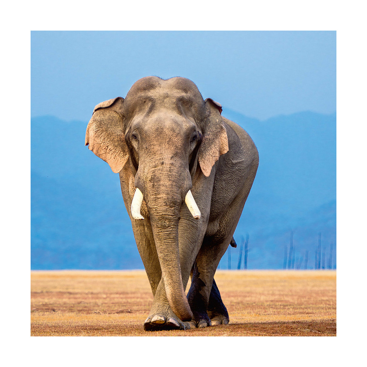 Calendrier 2025 éléphant