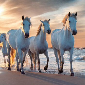 Calendrier 2024 Chevaux magiques