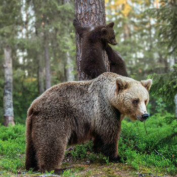 Calendrier 2024 Animaux de la forêt