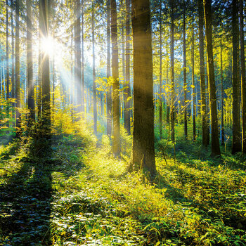 Calendrier 2024 La forêt