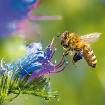 Calendrier 2024 Abeille AVEC POSTER OFFERT Calendrier 2024 Abeille AVEC POSTER OFFERT