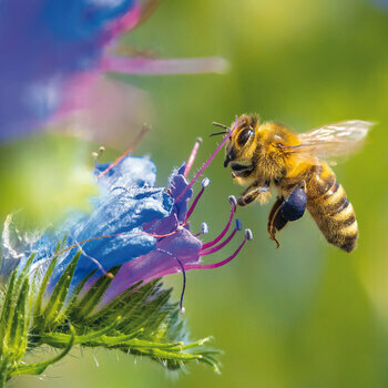 Calendrier 2024 Abeille AVEC POSTER OFFERT