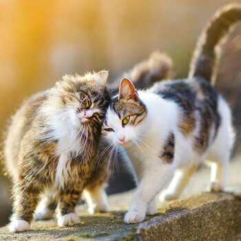 Calendrier 2024 Chats et chatons AVEC POSTER OFFERT Calendrier 2024 Chats et chatons AVEC POSTER OFFERT