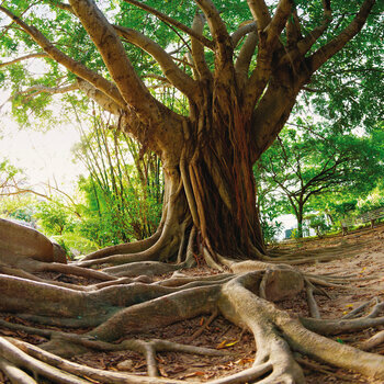 Calendrier 2024 Arbre AVEC POSTER OFFERT Calendrier 2024 Arbre AVEC POSTER OFFERT