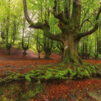 Calendrier 2024 Forêt AVEC POSTER OFFERT Calendrier 2024 Forêt AVEC POSTER OFFERT