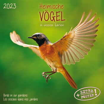 Calendrier 2024 Oiseaux du jardin AVEC POSTER OFFERT
